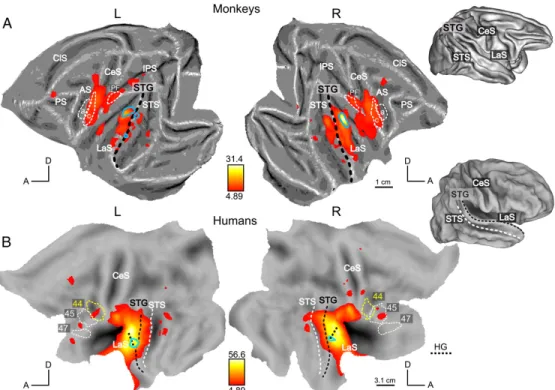 Figure 2: Fig. 2. Activation elicited by scrambled acoustic controls. To facilitate the comparison between species, activations are displayed on flattened representations of the two hemispheres in both species; lateral views of the 3D brains indicate anato