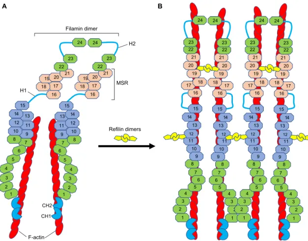 Fig. 1. Proposed model for how refilin binding to filamin induces conformational changes in filamin and promotes the bundling of F-actin filaments.