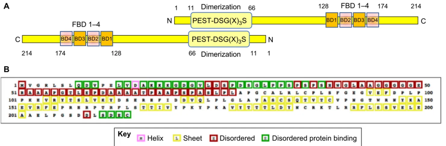 Fig. 2. The refilin proteins. (A) A schematic illustration of the refilin-B dimer. Refilin-A and refilin-B are small hydrophilic proteins with more than 70% amino acid identity (human refilin-A, 216 amino acids; human refilin-B, 214 amino acids)