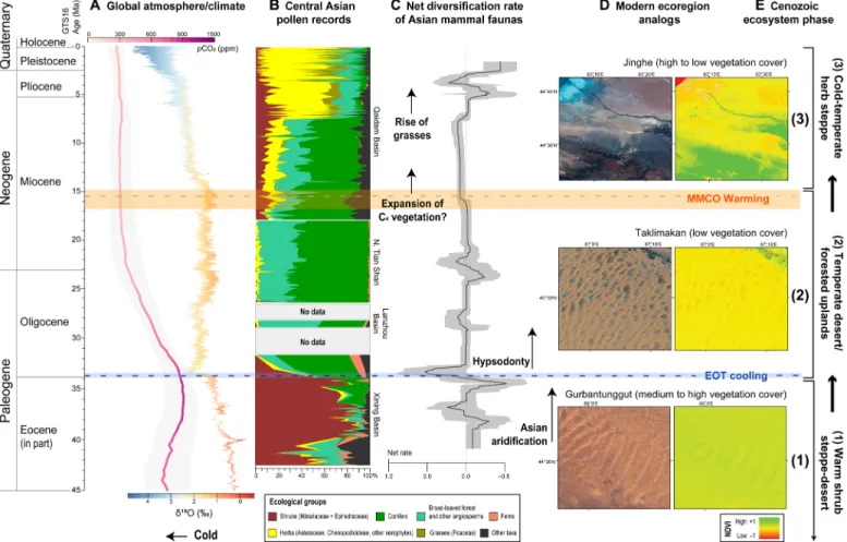 Fig. 5. The triphase Cenozoic history of the Central Asian steppe-desert biome. Vegetation changes are illustrated by a composite pollen record over the last ~43 Ma  (B), within the context of global climate variation (A) and linked to net diversification 