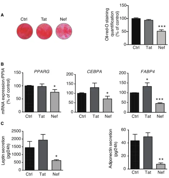 Figure 6. Nef-induced senescence was associated with impaired adipogenesis.  After 30 days of  treatment with Tat or Nef, ASCs, isolated from different abdominal SCAT healthy donors, were  induced to differentiate into adipocytes for 14 days