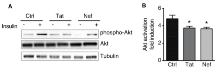 Figure 7. Nef- and Tat-induced senescence in ASCs was associated with insulin resistance in ASC- ASC-derived adipocytes