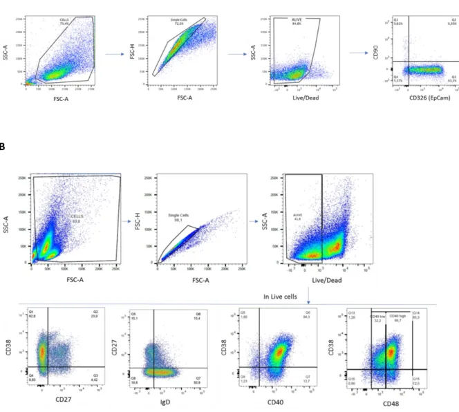 Figure S2: A: Gating strategy used to phenotype SGECs. CD326 and CD90 expression on SGECs after 2  weeks  of  primary  culture