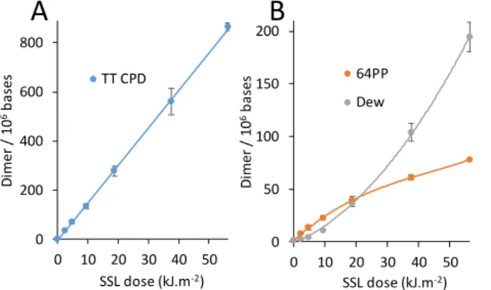 Figure  2:  Formation  of  pyrimidine  dimers  in  CT-DNA  exposed  to  UVB  in  the  presence of the absence of UVA in a 10 times larger intensity