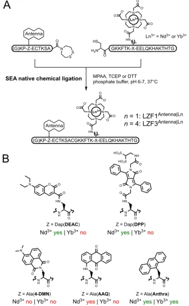 Figure 5: Screening of antennas for Nd 3+  and Yb 3+  sensitization by native chemical ligation