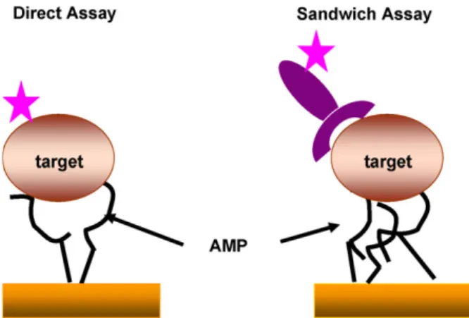 Figure 2. Schematic principle of the assays developed by Kulagina et al. in which the antimicrobial  peptides were covalently immobilized on a surface, thus acting as capture molecules binding to  bacteria