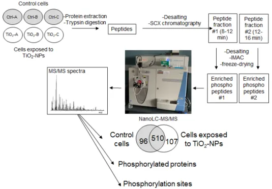 Figure 1. Experimental strategy. The phosphoproteomic analysis was performed on control (Ctrl) and  TiO 2 -NP-exposed cells (TiO 2 ), with three biological replicates per condition (A, B and C)