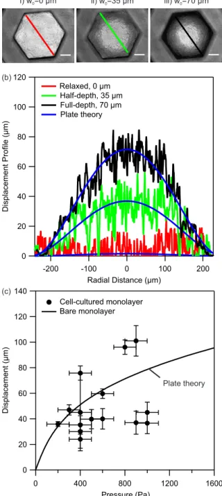 Figure 5: (a) Light microscopy images of a cell-cultured gelatin monolayer at different displacement  levels