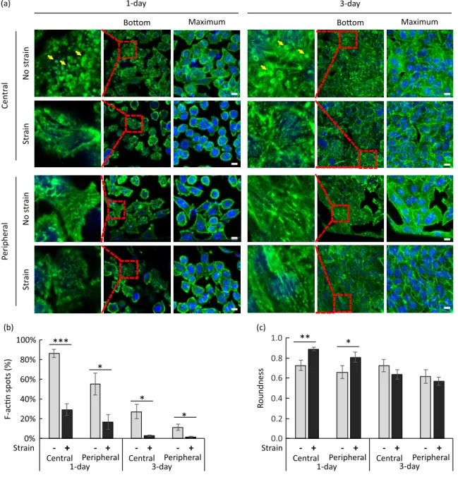 Figure 8: (a) Confocal images of immunostained cells on culture patches after 1 day and 3 days of  culture in static condition and with a periodic strain of 5% at a frequency of 0.2 Hz for a duration of 