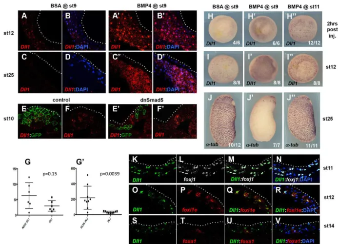 Fig. 8. The BMP pathway controls dll1 expression in the developing Xenopus epidermis. (A-D ′ ) Embryos injected in the blastocoel at stage 9 with either BSA or BMP4 were probed for dll1 expression at stage 12 or 25