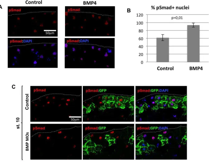 Figure S1: Validation of pSmad1/5/8 staining in response to BMP manipulation. 