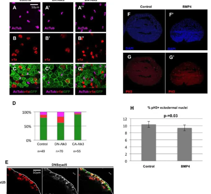 Figure  S2:  Interfering  with  the  BMP  pathway  alters  the  numbers  of  MCCs  and  ionocytes in the developing Xenopus epidermis