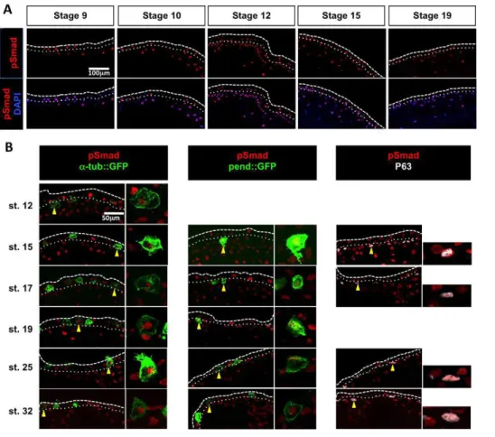 Fig. 1. BMP pathway activity in the developing Xenopus epidermis.