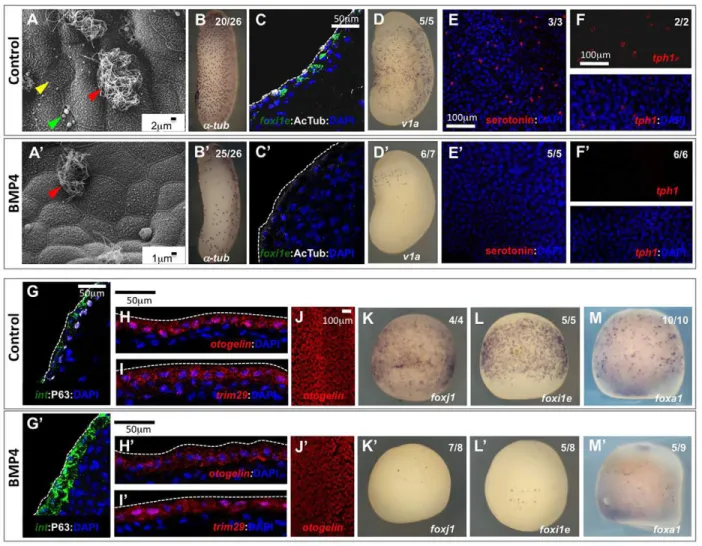 Fig. 3. BMP pathway overactivation affects cell specification in the developing Xenopus epidermis.Stage 9 Xenopusembryos were injected in the blastocoel with either BSA (A-M) or 2-7 ng recombinant BMP4 (A ′ -M ′ )