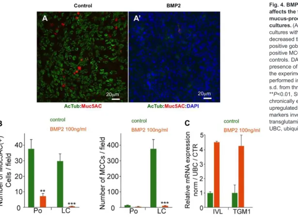Fig. 4. BMP pathway overactivation affects the formation of MCCs and mucus-producing cells in HAEC cultures