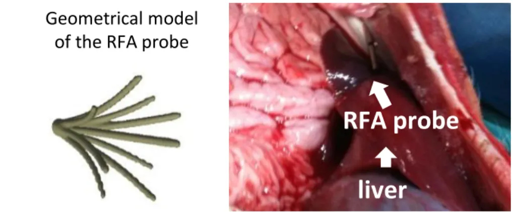 Fig. 1: (Left ): Mesh model of the probe with the 9 tips derived from a CT image of the probe only; (Right): Photo of the probe inside the pig liver.