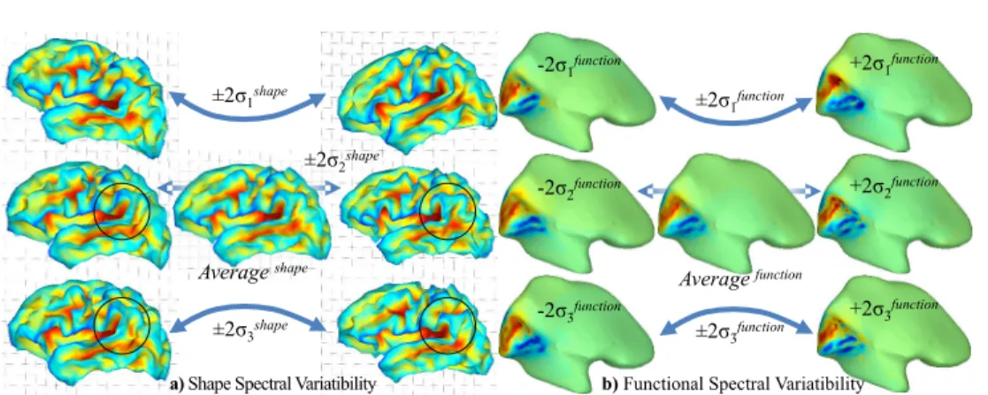 Fig. 10. Variability of Harmonic Weights – PCA on harmonic weights, (Left) using shape-based weights (function is point coordinates f(x) = (x, y, z)) and, (Right) using the functional-based weights (function is retinotopy f (x) = (θ, ρ)), with focused harm