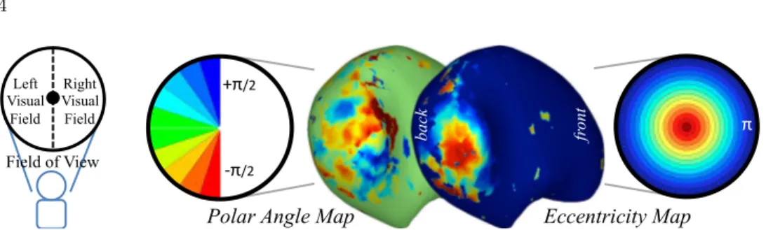 Fig. 3. Retinotopy – fMRI activation maps of visual inputs over the visual field: (Left) Polar angle map, varying with [ − π/2, +π/2] (lower/upper field), (Right) Eccentricity map, varying with [0, π] (center/peripheral)