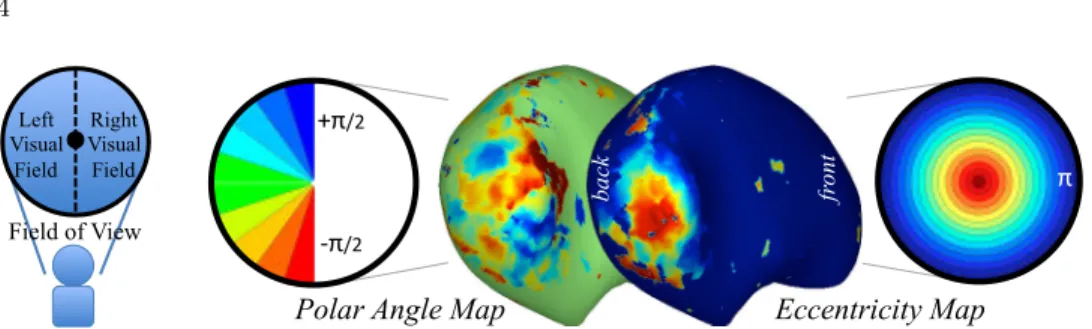 Fig. 3. Retinotopy – fMRI activation maps of visual inputs over the visual field: (Left) Polar angle map, varying with [ − π/2, +π/2] (lower/upper field), (Right) Eccentricity map, varying with [0, π] (center/peripheral)