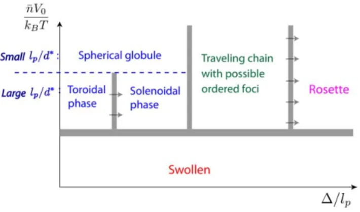 Figure 8. Impact of genome organization on chromosome structure. When several types (indicated by different colors of points) of binding sites are present, the specific positioning of the binding sites has a critical effect on the nature of the chromosomal