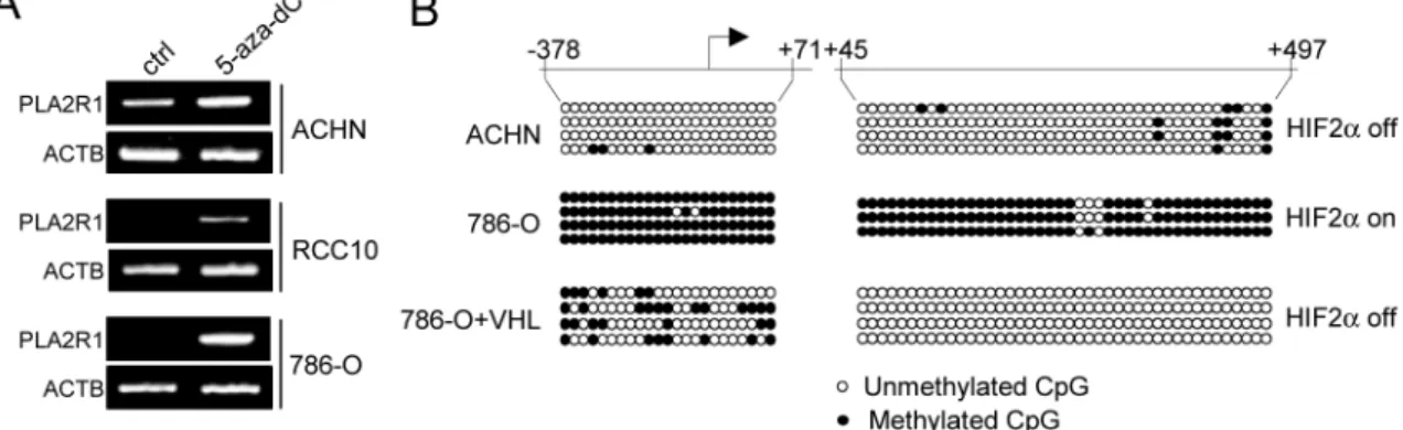 Figure 6: The VHL-HIF2α-MYC regulates PLA2R1 expression through its DNA methylation.  (A) Indicated RCC-derived  cell lines were treated with or without 5-aza-dC at 5µM during 24 hrs