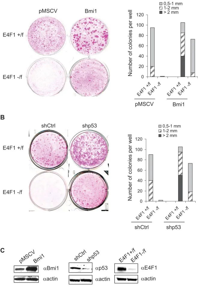 Fig5 Lacroix et al