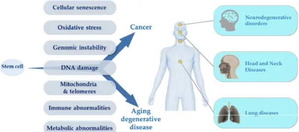 Figure 1. Common mechanisms that drive degenerative diseases and cancer. OncoAge is dedicated  to three major pathologies: thoracic diseases (tumoral or non-tumoral), head and neck and thyroid  pathologies, and neuromuscular degenerative disorders