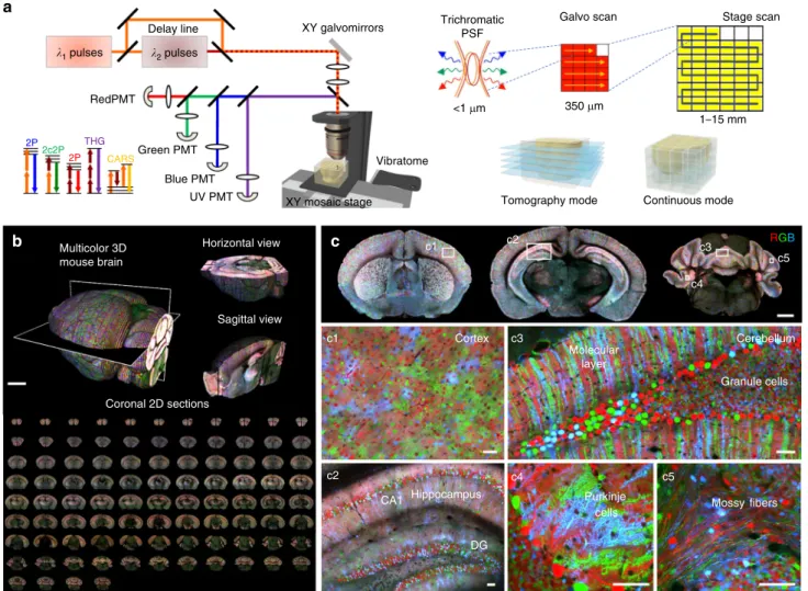 Fig. 1 ChroMS microscopy principle and application for brain-wide multicolor imaging. a ChroMS imaging principle and setup (see Methods)