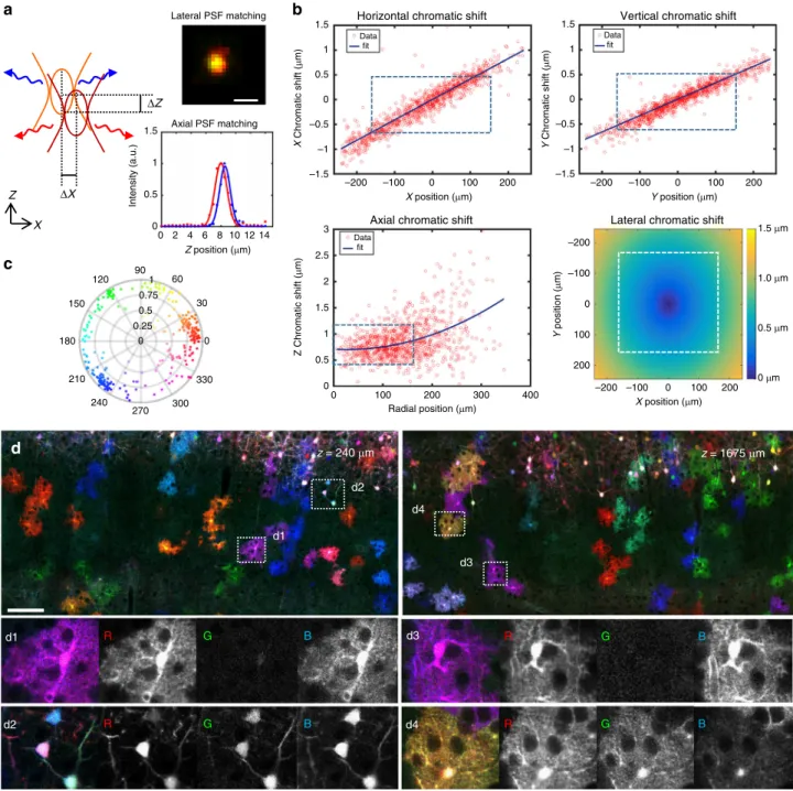 Fig. 2 Submicrometer-scale channel registration over millimeter-scale volumes. ChroMS provides multicolor excitation in the 850 – 1100 nm range with