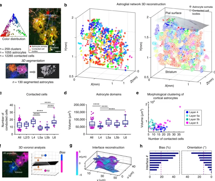 Fig. 4 3D analysis of cortical astrocyte morphology and heterogeneity across layers. a Colorimetric and morphological analyses performed on labeled astrocyte in the multicolor dataset shown in Fig