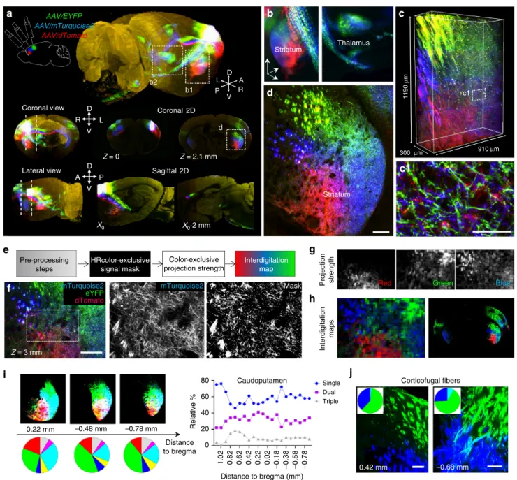 Fig. 6 Brain-wide multiplexed projection mapping with ChroMS microscopy. a Brain-wide mapping of neural projections using tricolor AAV anterograde labeling and ChroMS imaging