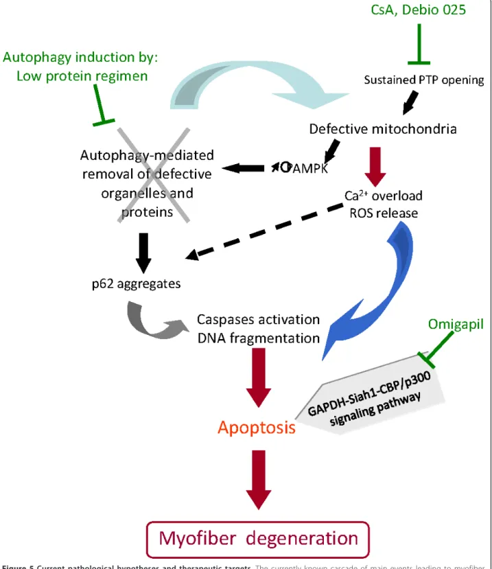 Figure 5 Current pathological hypotheses and therapeutic targets. The currently known cascade of main events leading to myofiber degeneration in ColVI-deficient skeletal muscle is shown