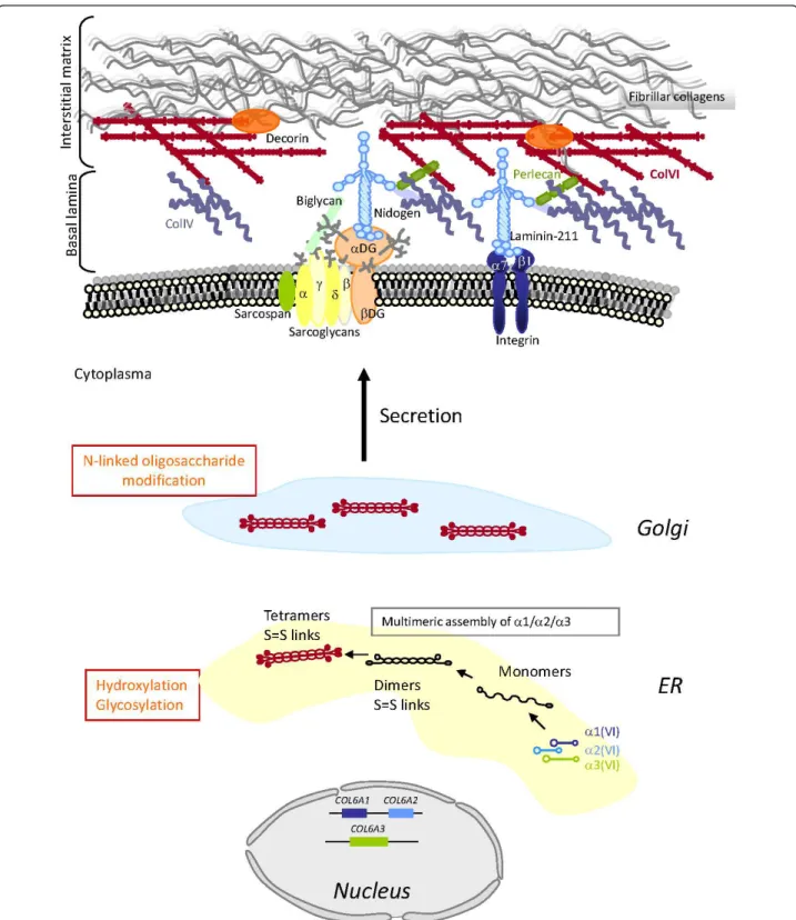 Figure 1 Schematic representation of the collagen type VI (ColVI) intracellular assembly process, and interactions with skeletal muscle extracellular matrix (ECM) components