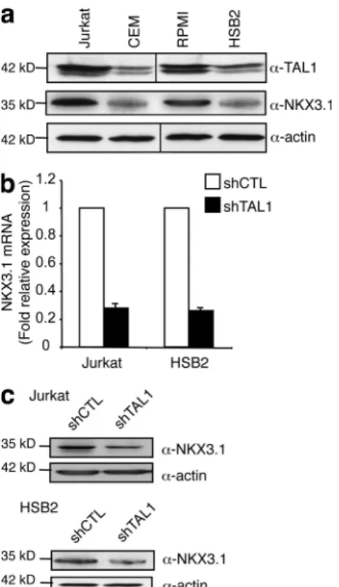 Figure 2.  NKX3.1 mRNA and protein levels are dependent on TAL1  expression. (a) TAL1 and NKX3.1 protein in high (Jurkat and RPMI) and  low (CEM and HSB2) TAL1-expressing T cell lines was measured by  immuno-blotting