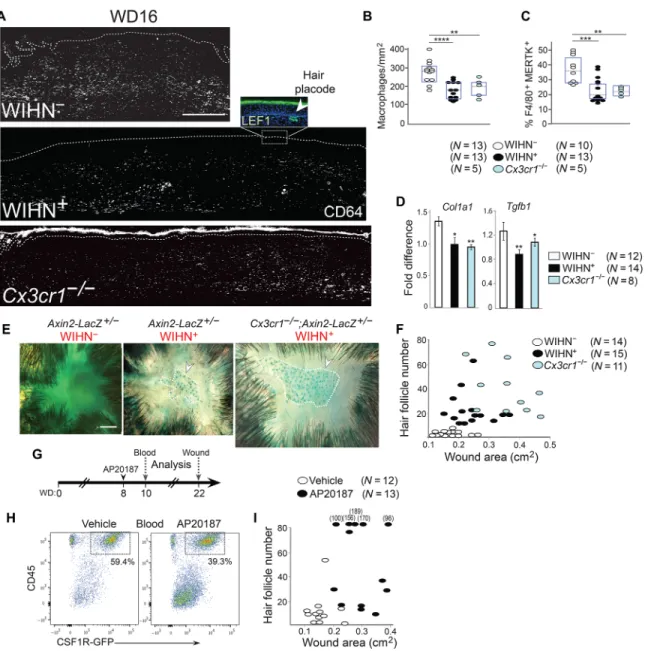 Fig. 3. Macrophage numbers in the late wound correlate inversely with regenerative WIHN +  repair