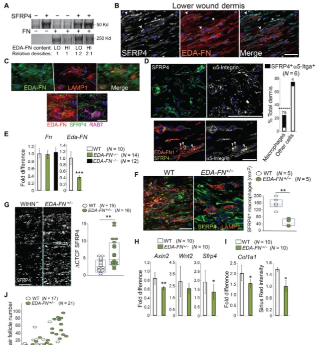 Fig. 6. Extracellular EDA-FN acts as a bridge for integrin-mediated phagocytosis of SFRP4