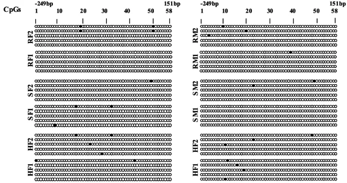 Figure 7 DNA methylation analysis of the RELB promoter region. The sequence shown extends from the -259 bp region of the promoter to the +169 bp position in exon 1