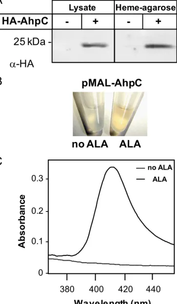 FIGURE 3. AhpC binds hemin in vivo. A, E. coli lysates expressing HA-AhpC were incubated with hemin-agarose