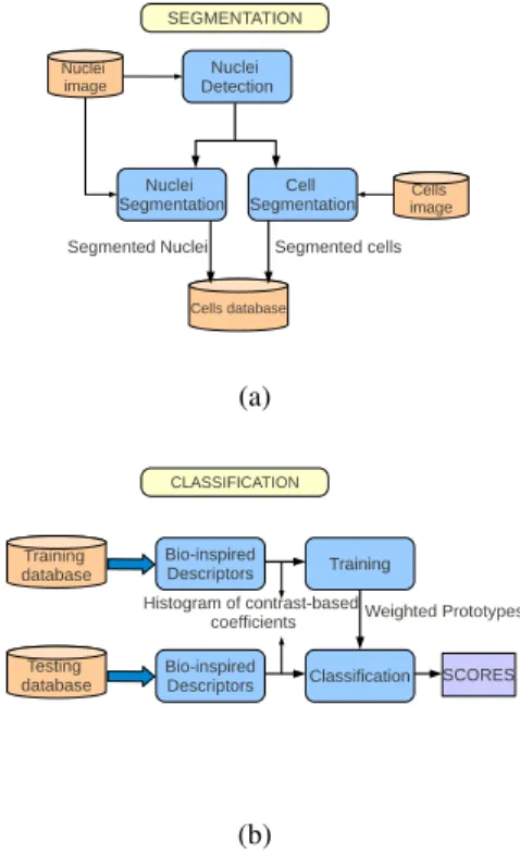 Figure 1: Block diagram of the proposed method for auto- auto-matic cell classification: (a) cell segmentation step and (b) descriptor extraction and classification process.