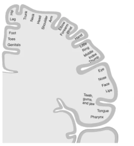 Figure 2: Primary motor cortex of the right hemisphere: point-by-point cor- cor-respondence of a body area with a specific area of the primary motor cortex.