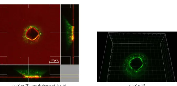 Fig. 7 – Image d’un cône de Hertz réalisée par microscopie confocale associée à une technique de photo- photo-luminescence.
