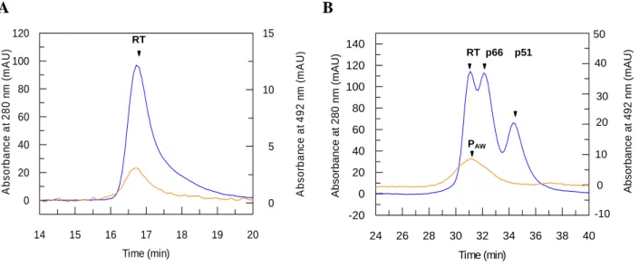 Figure 5  A  Time (min)14151617 18 19 20Absorbance at 280 nm (mAU)020406080100120 Absorbance at 492 nm (mAU)051015 B   RT  p66    p51 PAW  Time (min)2426283032 34 36 38 40Absorbance (mAU)-20020406080100120140 -10010203040 RT 50 Absorbance at 492 nm (mAU) 5