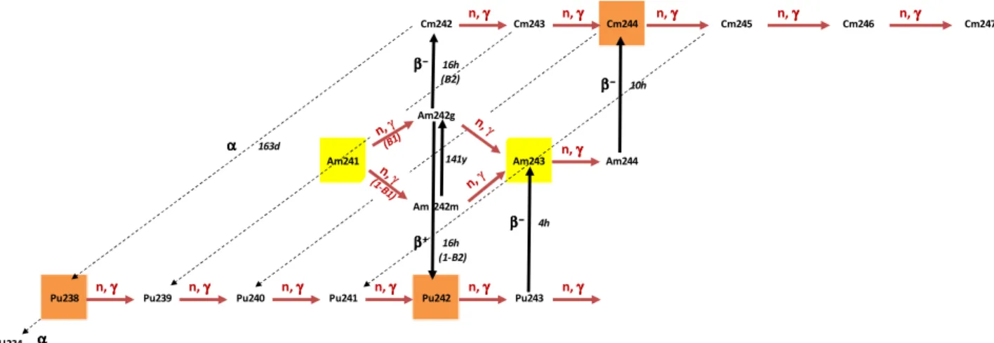 Figure 8 : Depletion chain for Americium 