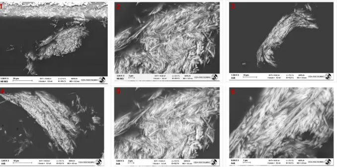 Fig. 7. SEM (SE or BSE) images of the solid unwashed with nitric acid 10 mol/L resulting from the  experiment E6 after ionic polishing of 3 hours 