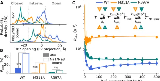 Fig. 5. Mutation of key residues uncouples Na +  binding from gate opening. (A) Probability densities for HP2 opening in the apo or Na1/Na3-bound state for WT  (Fig