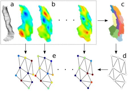 Figure 4. Construction of our graphical representation of functional patterns. Starting from a local coordinate system ω (illustrated in a as a grid on the local cortical mesh) and the functional activation maps φ (displayed in b as overlays on the flatten