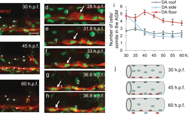 Figure 2. Cells undergoing EHT are recruited from the middle of  the aorta and migrate to its ﬂoor prior to extrusion