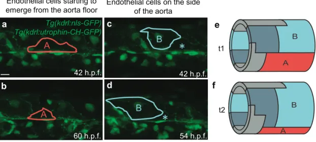 Figure 3. Endothelial cells adopt collaborative behaviour during EHT: