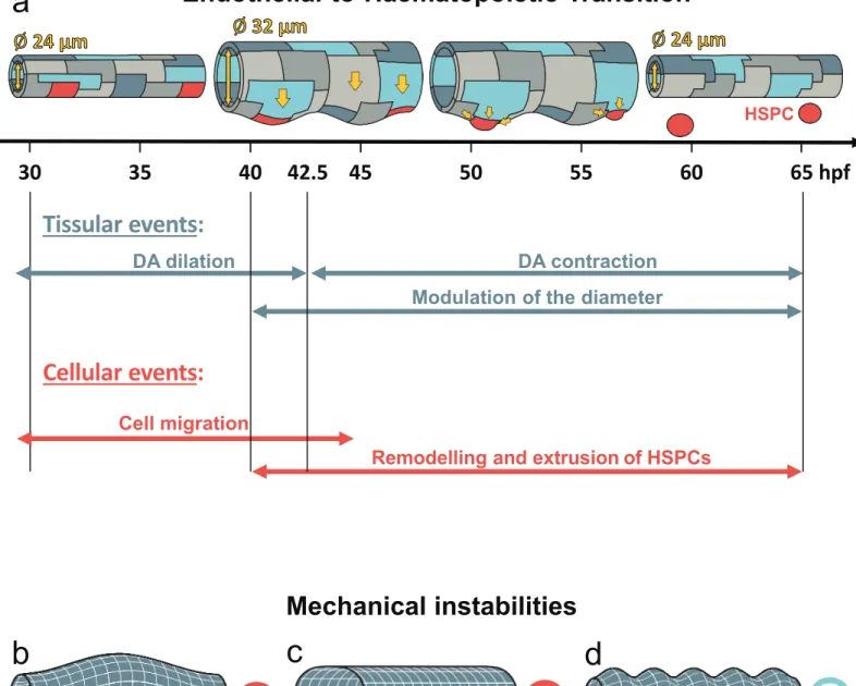 Figure 5. Overall schematic representation of Endothelial-to- Endothelial-to-Haematopoietic Transition with mechanical instabilities