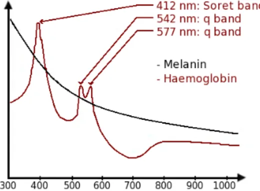Figure 1: Theoretical absorption of melanin and haemoglobin (Y-axe) depending on the wave- wave-length (X-axe)